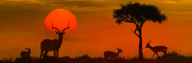 African sunset