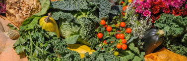 abundance of produce