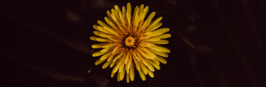 Yellow flower in black background