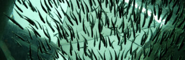 school of fish