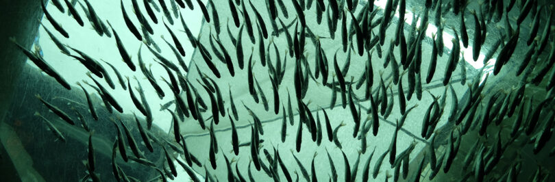 school of fish