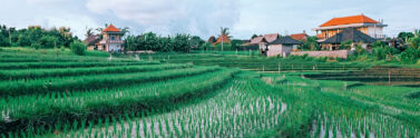 field of crops, China