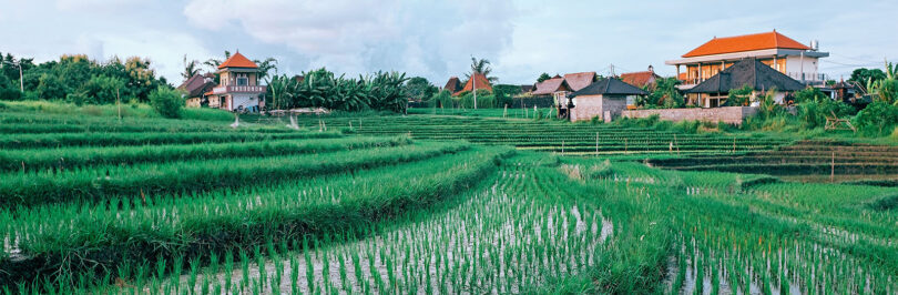 field of crops, China