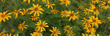 wild flowers