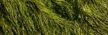 green algae