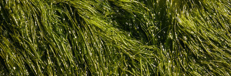 green algae