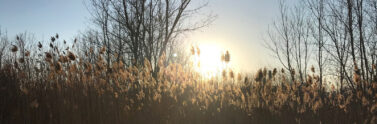 pussy willows blowing in the wind
