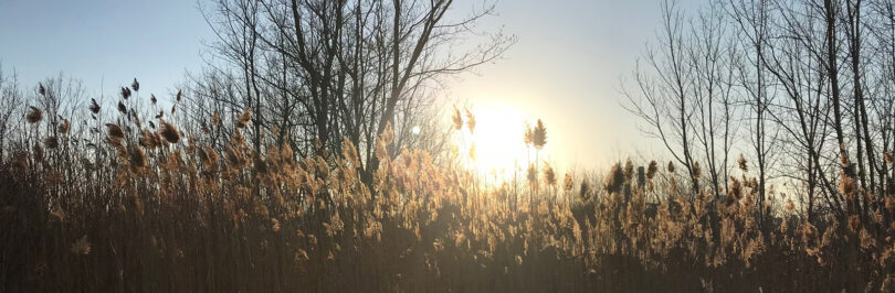 pussy willows blowing in the wind