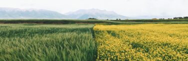 open field