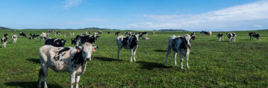 cows in a field