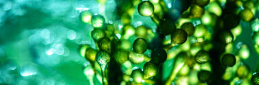 microalgae