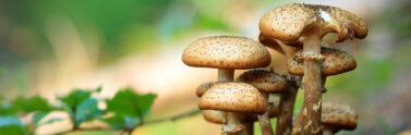 mushrooms
