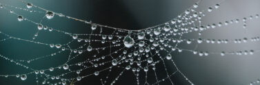 Spider silk