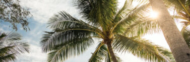 palm tree