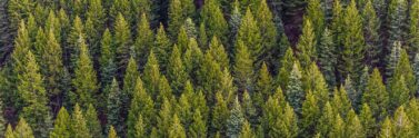 Photo of coniferous forest seen from the air