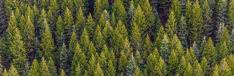 Photo of coniferous forest seen from the air