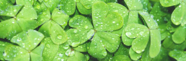 clover leaves