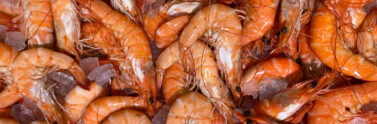 shrimp