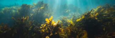 seaweed in the ocean