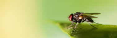 black fly